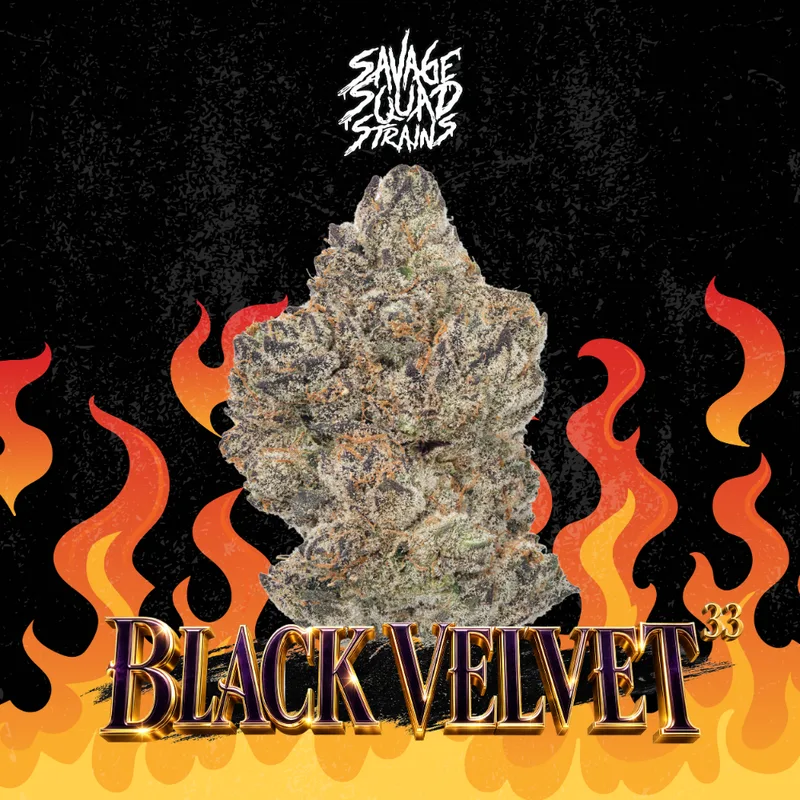 Savage Squad Strains | Black Velvet #33 | Flower | Indica |